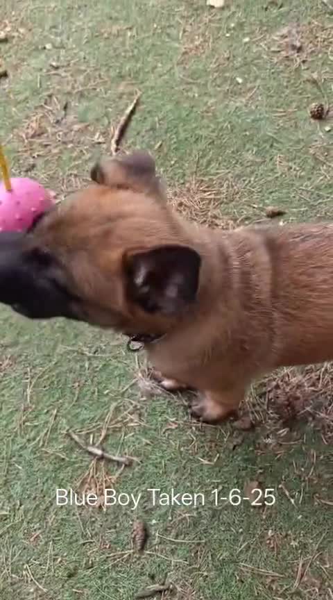 Belgian Shepherd Dog dogs for sale: KC Reg Belgian Shepherd Malinois pups for sale in Newport - Video 3