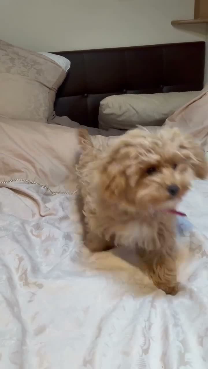 Maltipoo dogs for sale: ❤️ Beautiful Red Mini Maltipoo  ❤️ in Worcester - Video 1