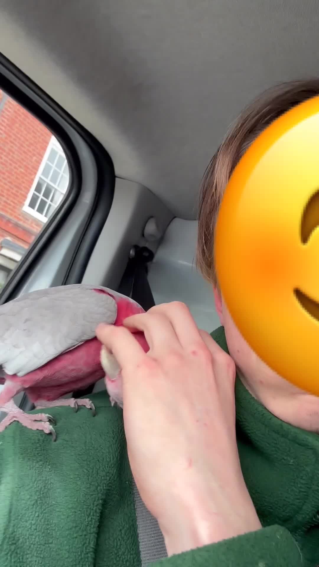 Cockatoo birds for sale: Tame galah cockatoo  - Video 1