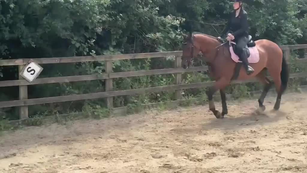 English Thoroughbred horses for sale: Beautiful 17hh Talented All-Rounder - Video 2