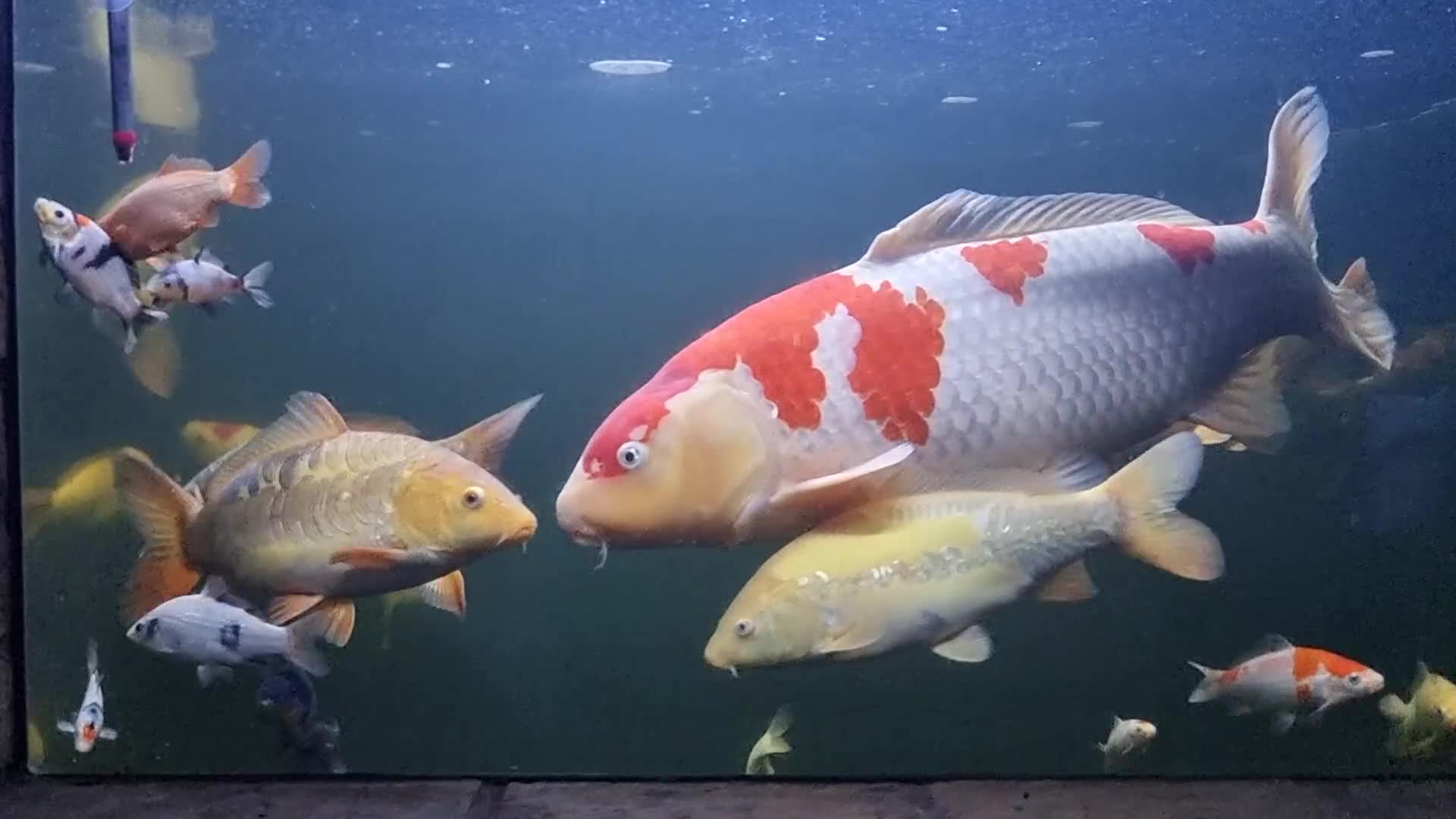 Koi Carp fish for sale: Koi forsale  - Video 1