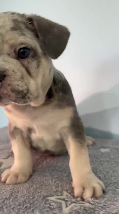 French Bulldog dogs for sale: Visual Fluffy and pink carrier puppies! - Video 2
