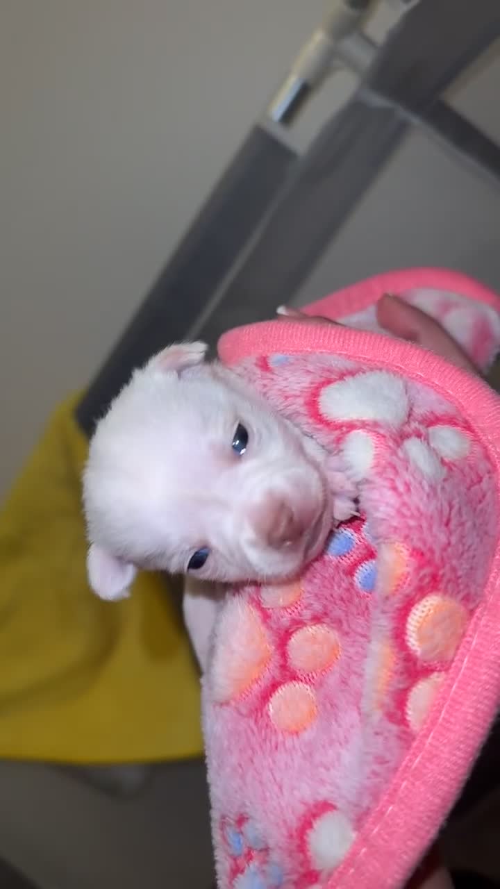 Chihuahua dogs for sale: Beautiful chihuahuas puppies for sale  - Video 2