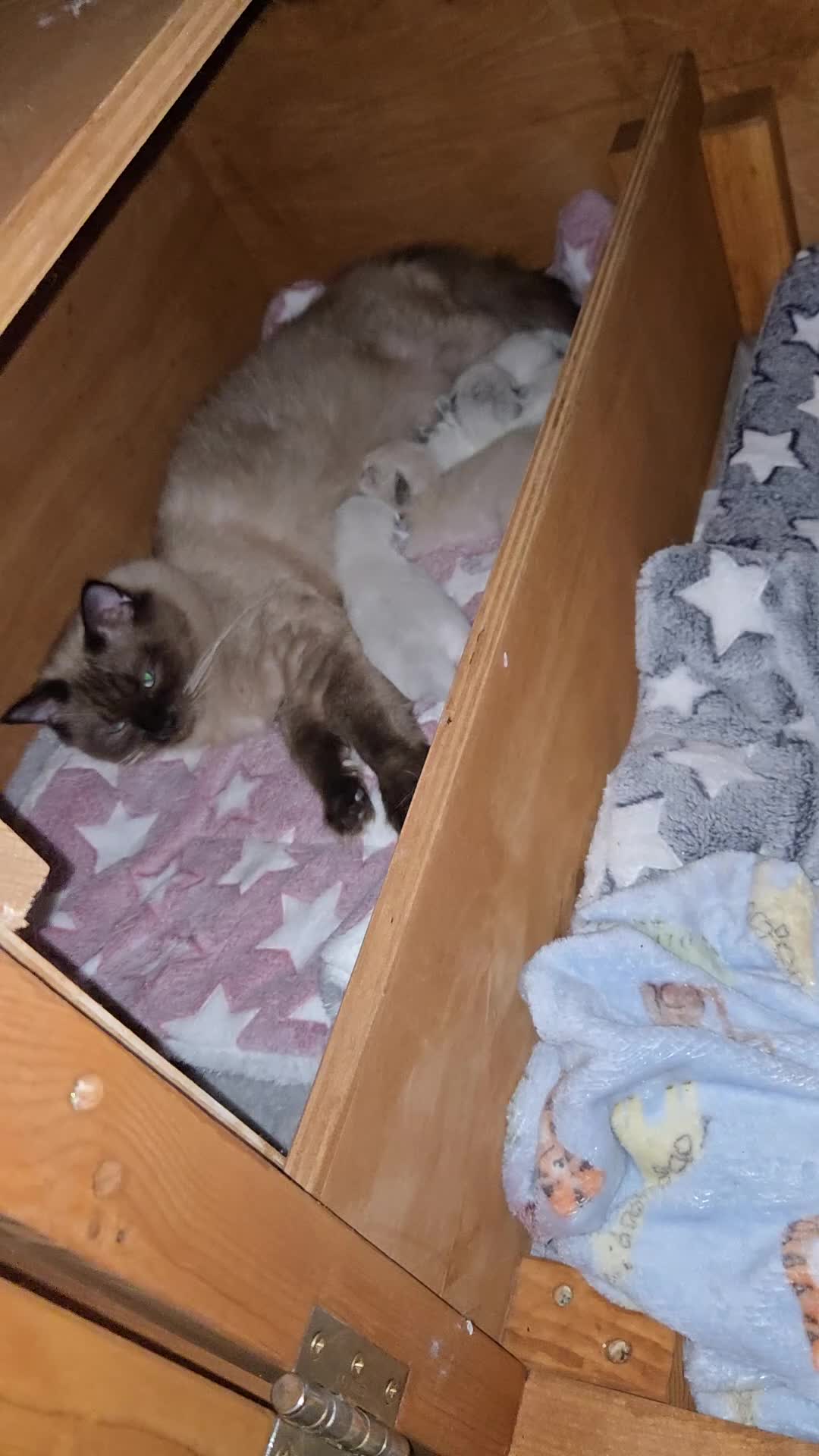 Ragdoll cats for sale: Gorgeous Pedigree chunky ragdolls - Video 2