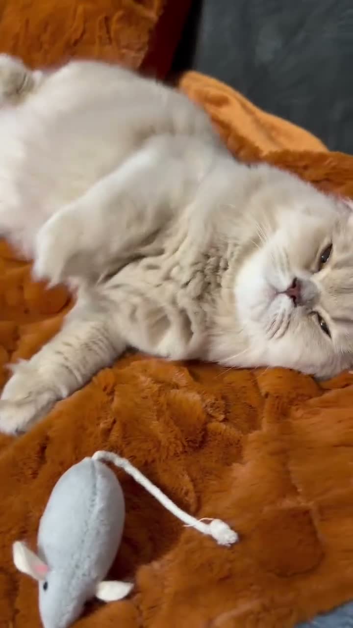 British Longhair cats for sale: British Longhair  - Video 1