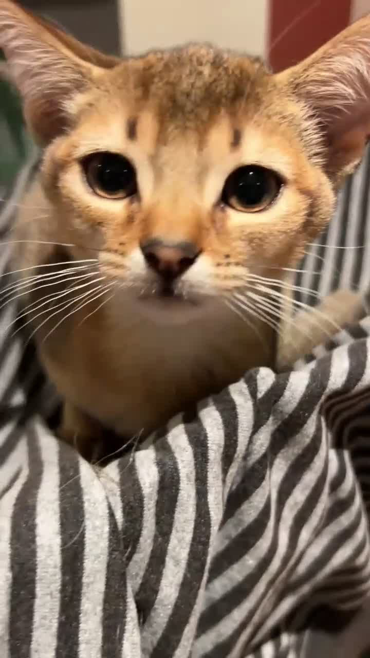 Abyssinian cats for sale: Female 3/4 Abyssinian 1/4 British shorthair kitten - Video 1