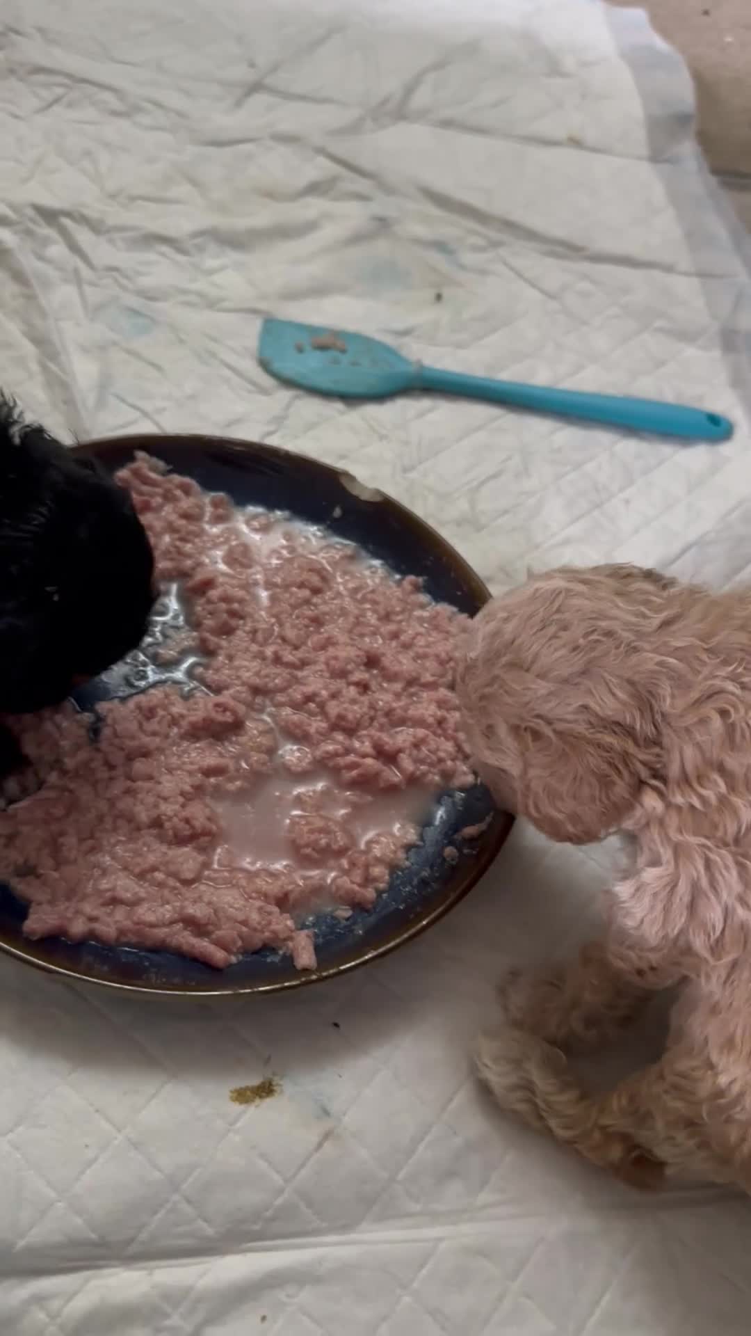 Maltipoo dogs for sale:  F1B Maltipoo Puppies Asian Line - Video 1