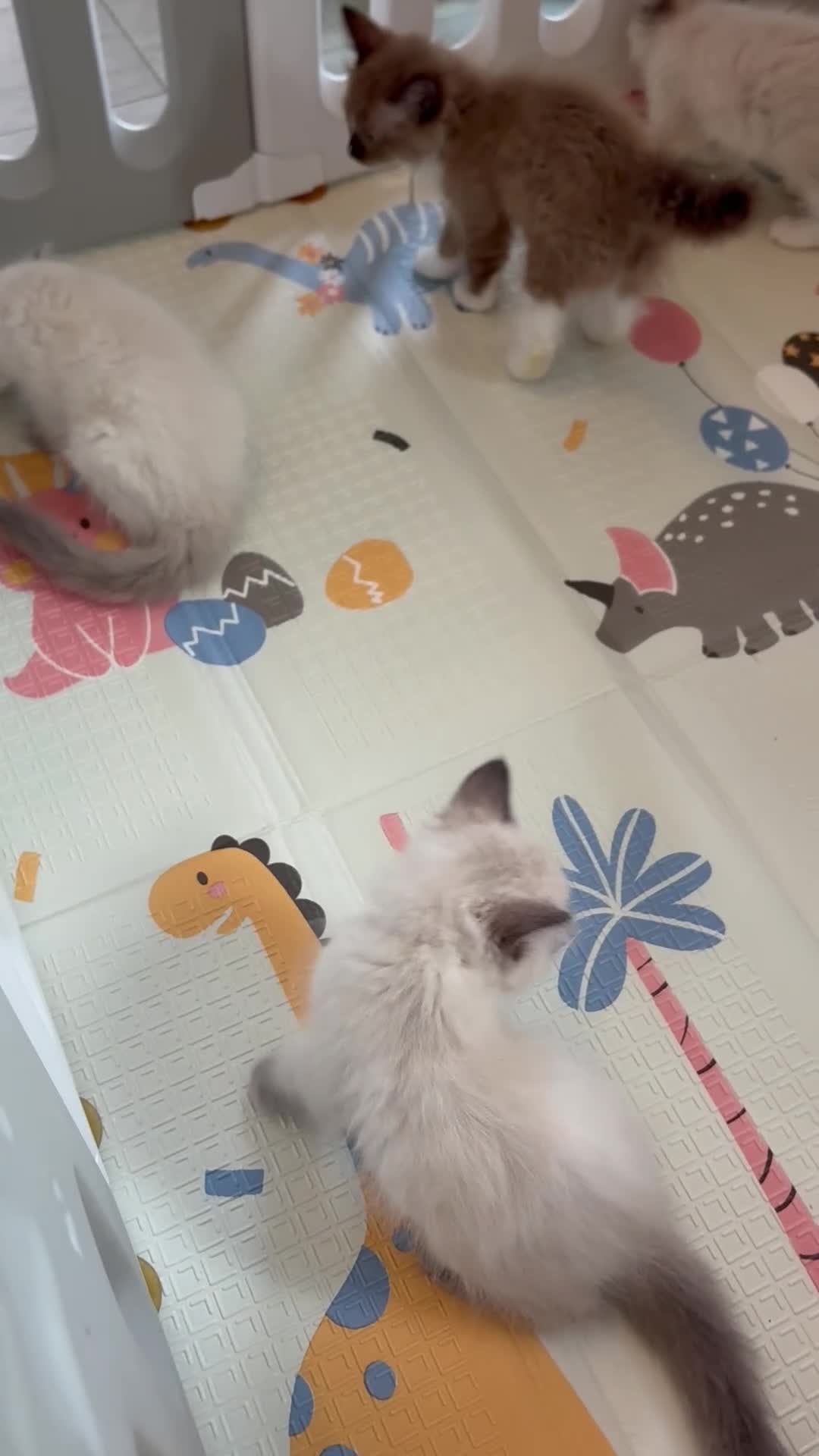 Ragdoll cats for sale: 🩷READY TO LEAVE NOW💙 - Video 1