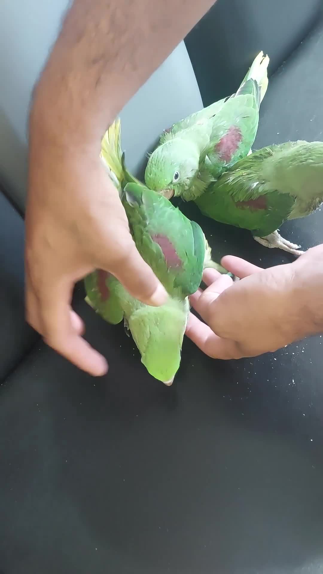 Parrots birds for sale: Alexandrine  babies  - Video 1