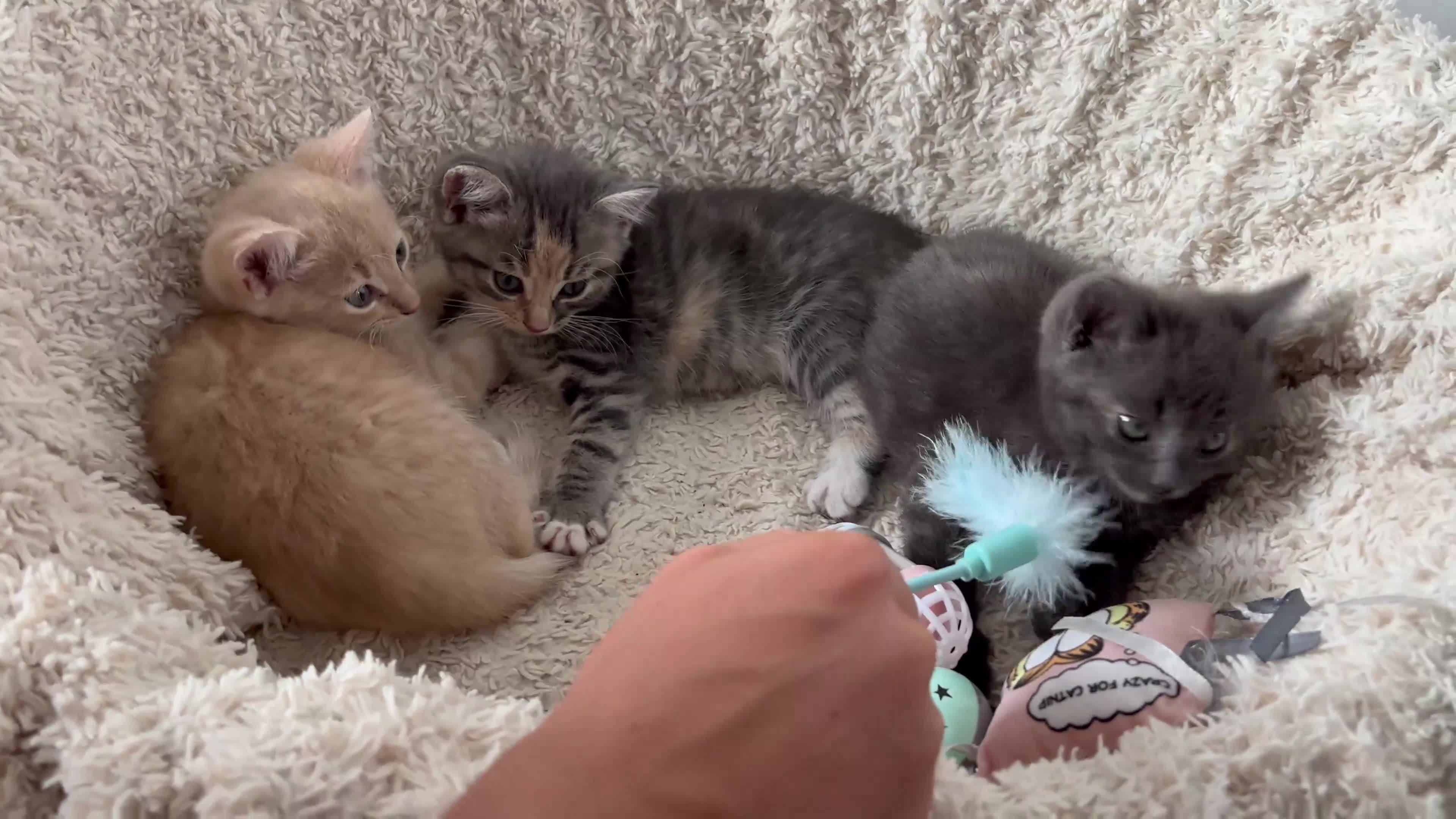 Siberian cats for sale: Beautiful Siberian Kittens-3 Boys-Hypoallergenic - Video 1