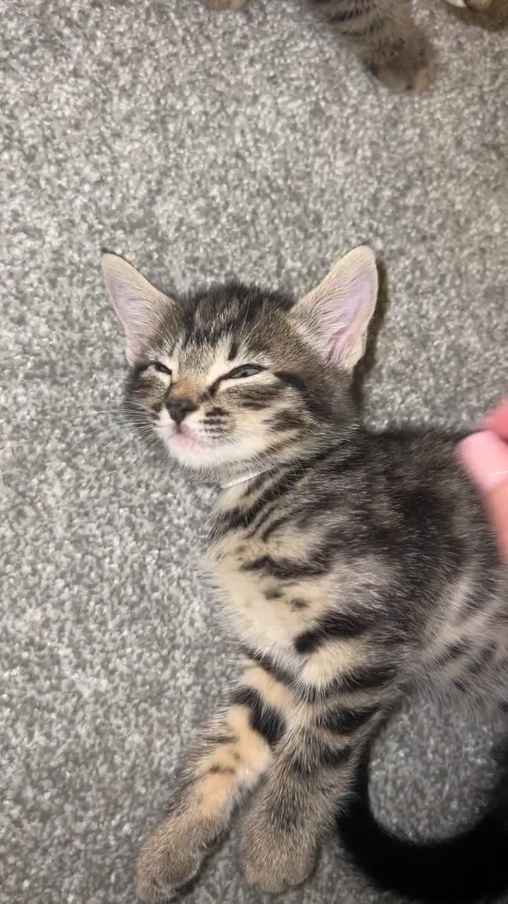 Mixed Breed cats for sale: 4 Beautiful tabby kittens - Video 2
