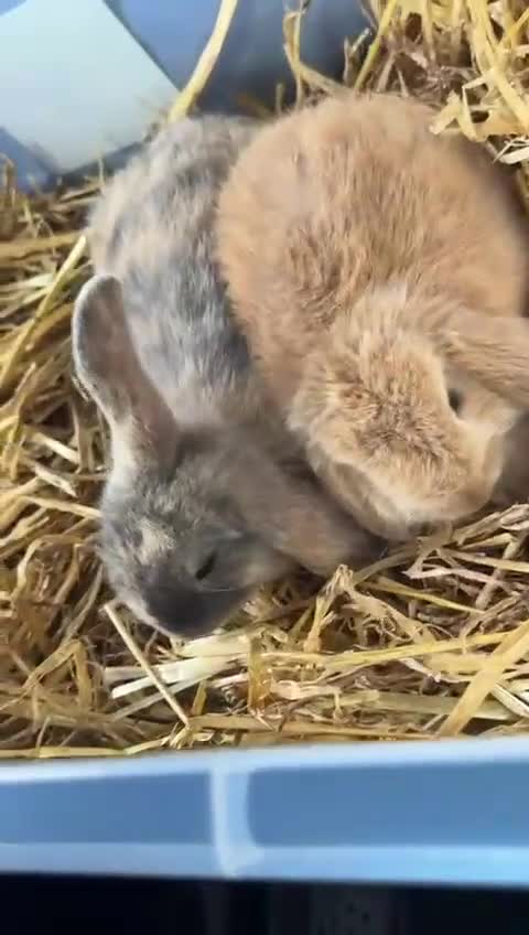 Mini Lop rabbits for sale: 2 female mini lop Rabbits (sister) with xl cage in Doncaster - Video 1