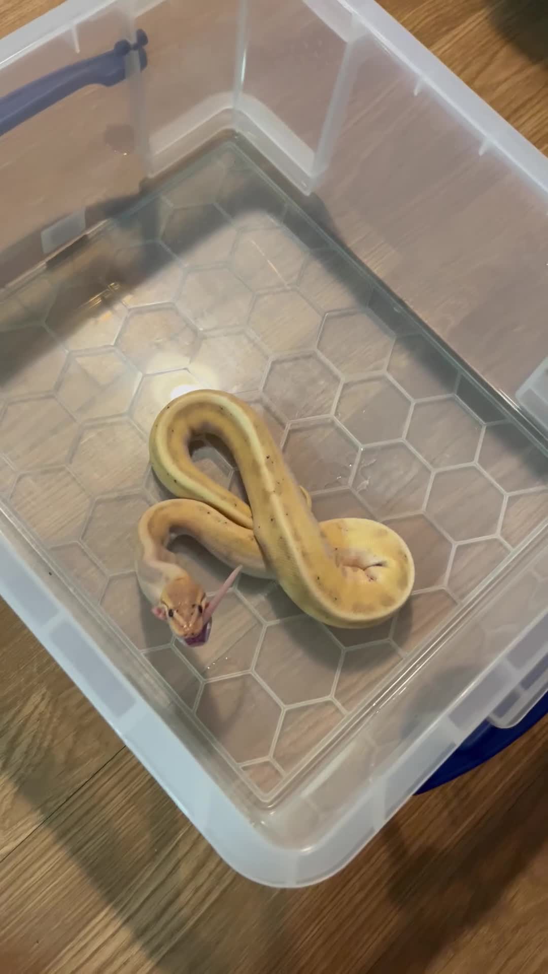 Python Snake reptiles for sale: Banana Royal Python in Clevedon - Video 1