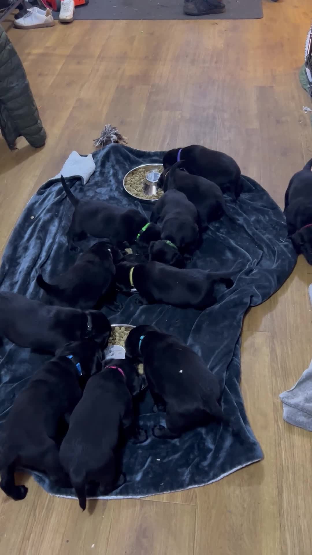 Labrador Retriever dogs for sale: KC Registered, Health Tested Labradors  - Video 1