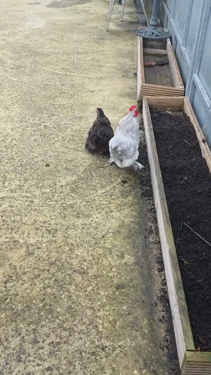 Hens poultry for sale: Lavender Pekin Bantam Pair Male & Female – Healthy in Bradford - Video 1