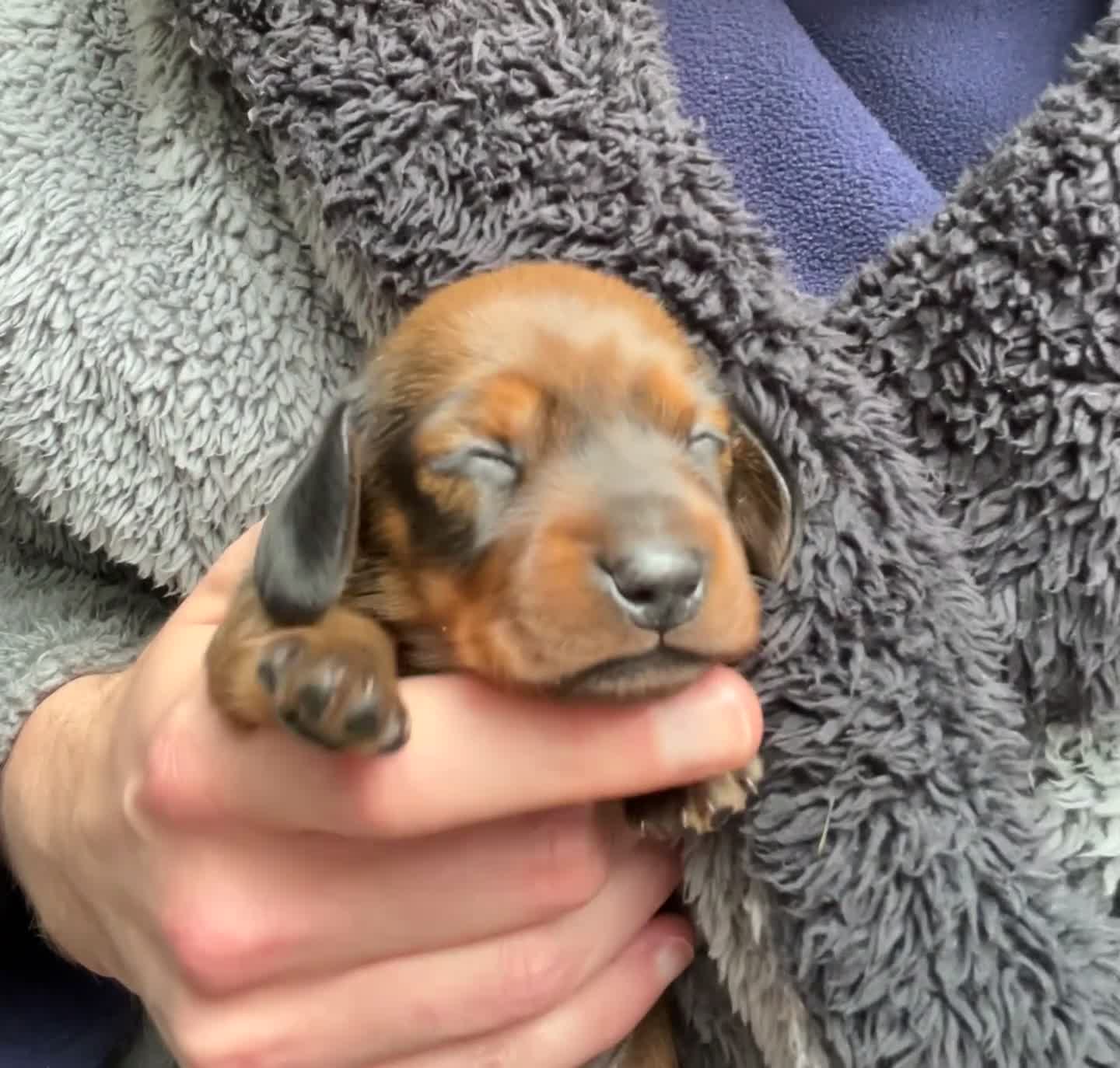 Miniature Dachshund dogs for sale: 1 little shaded red miniature dachshund girl left  - Video 1