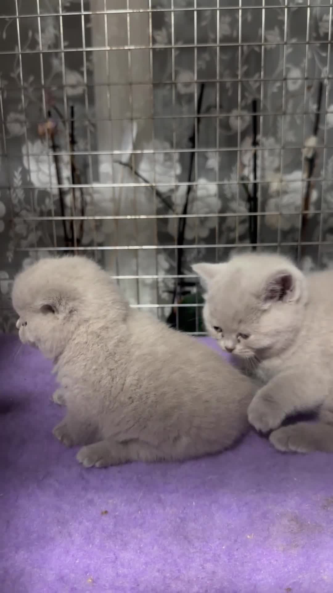 British Shorthair cats for sale: Top pedigree British shorthair chunky kittens  - Video 1