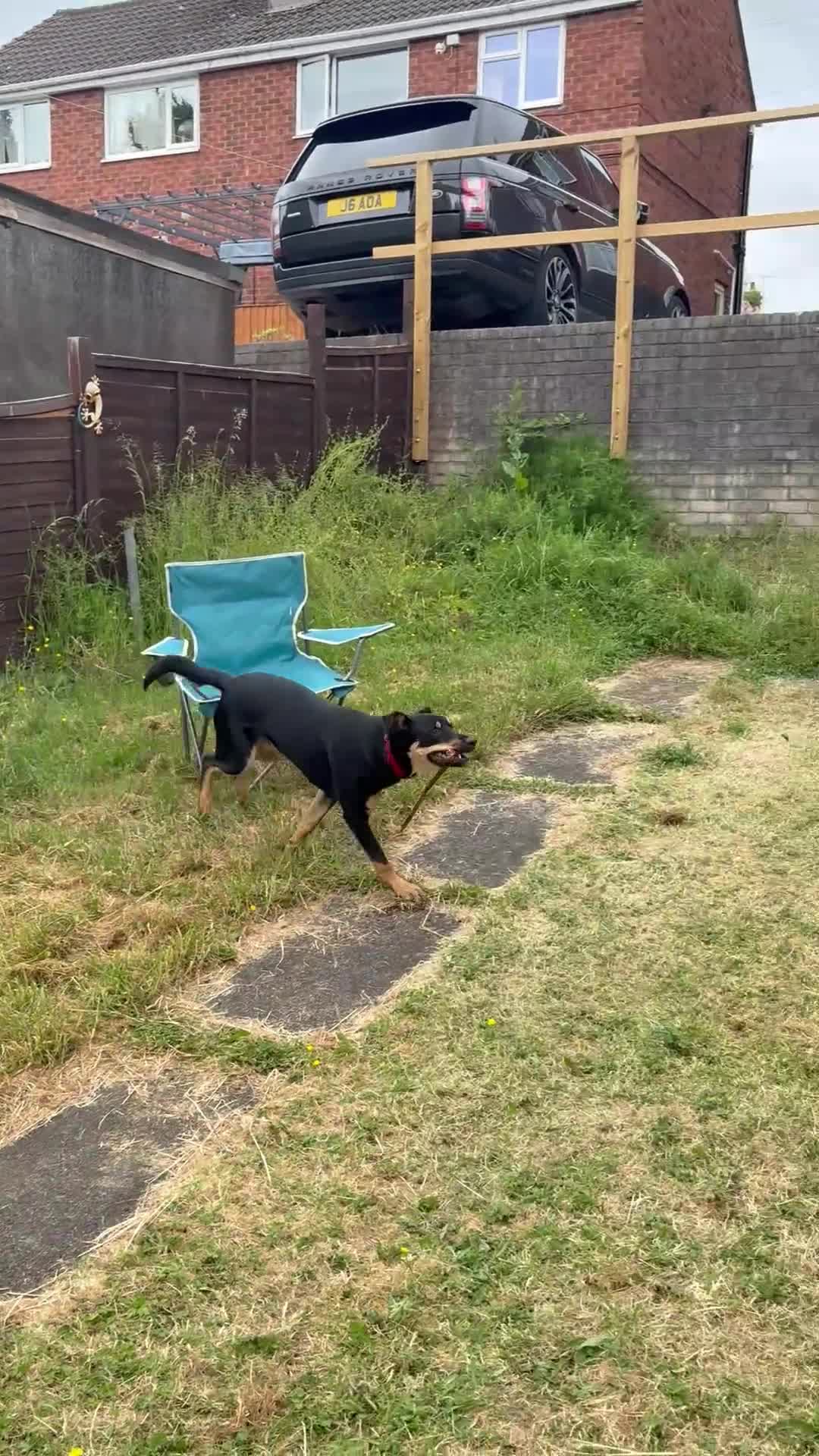 Mixed Breed dogs for sale: Kelpie x Border Collie 11 Month Old Puppy Rehome  - Video 2