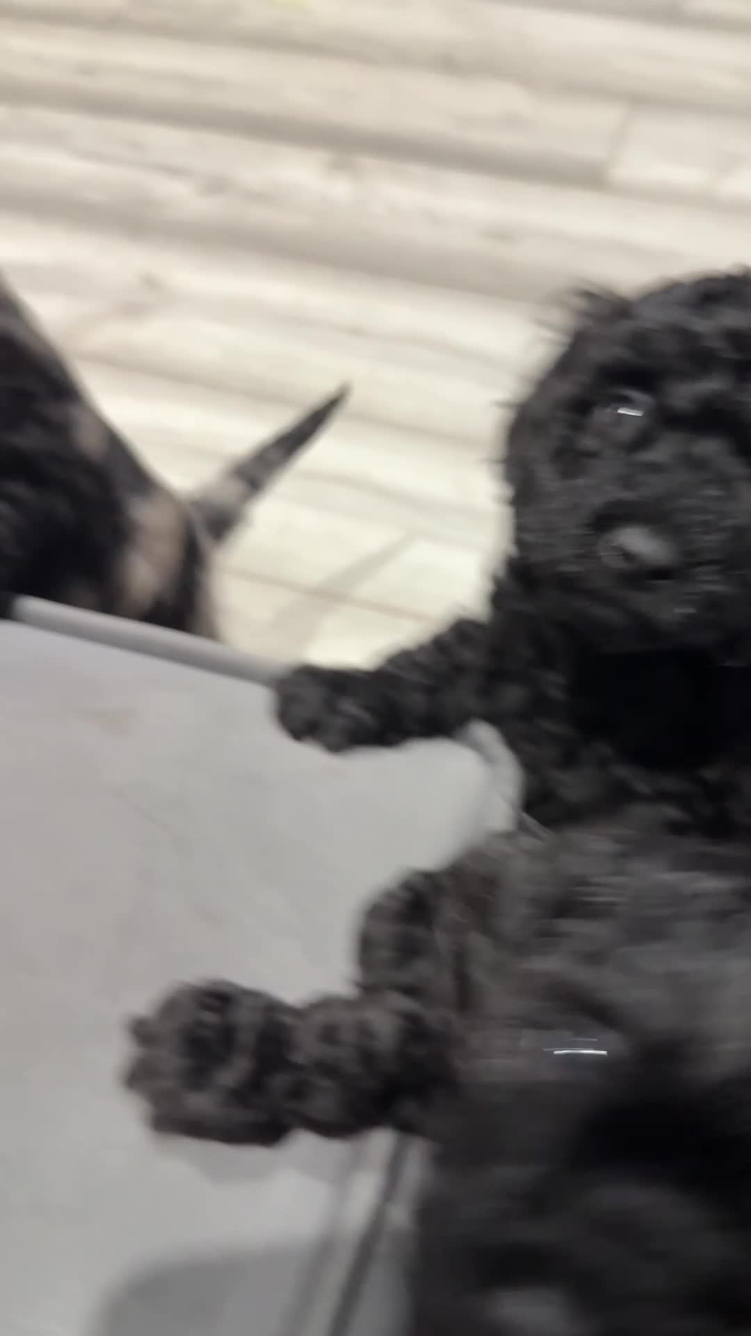 Labradoodle dogs for sale: F1bb labradoodle puppies black curly coat 🧬 clear - Video 2