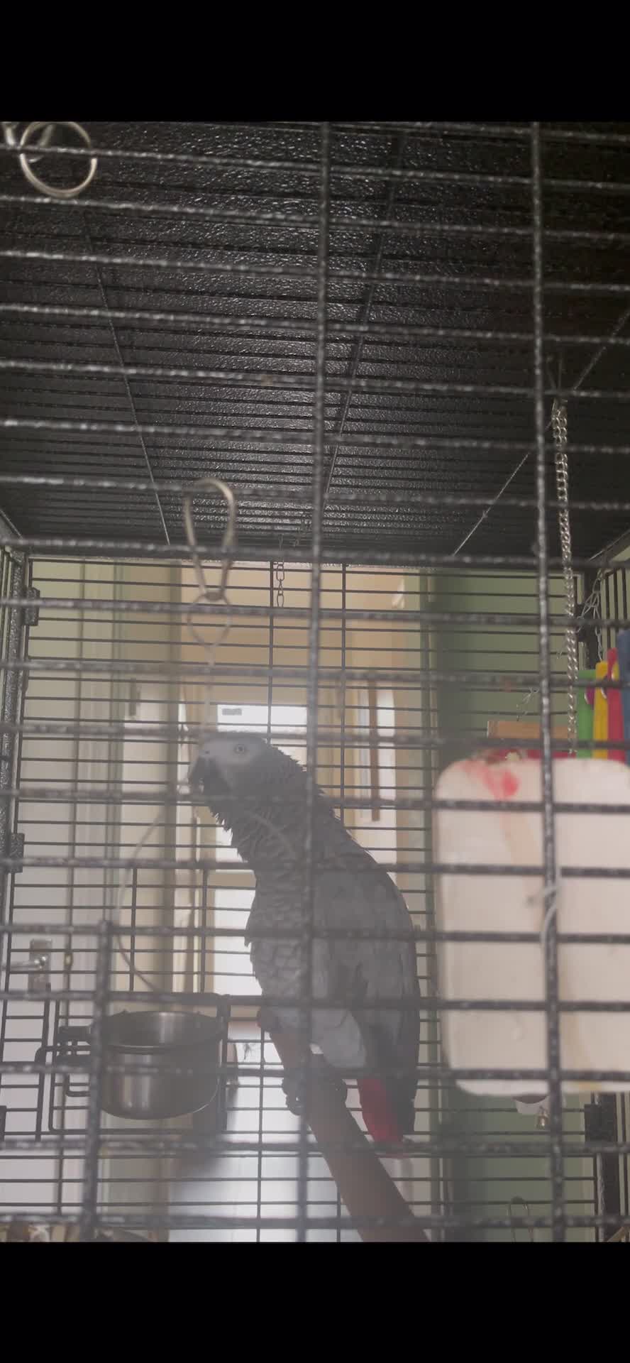 Parrots birds for sale: Congo African Grey Parrot  - Video 1