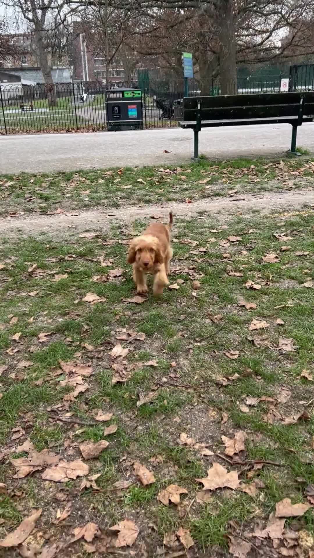 Cockapoo dogs for sale: Cockapoo puppy for sale - Video 3