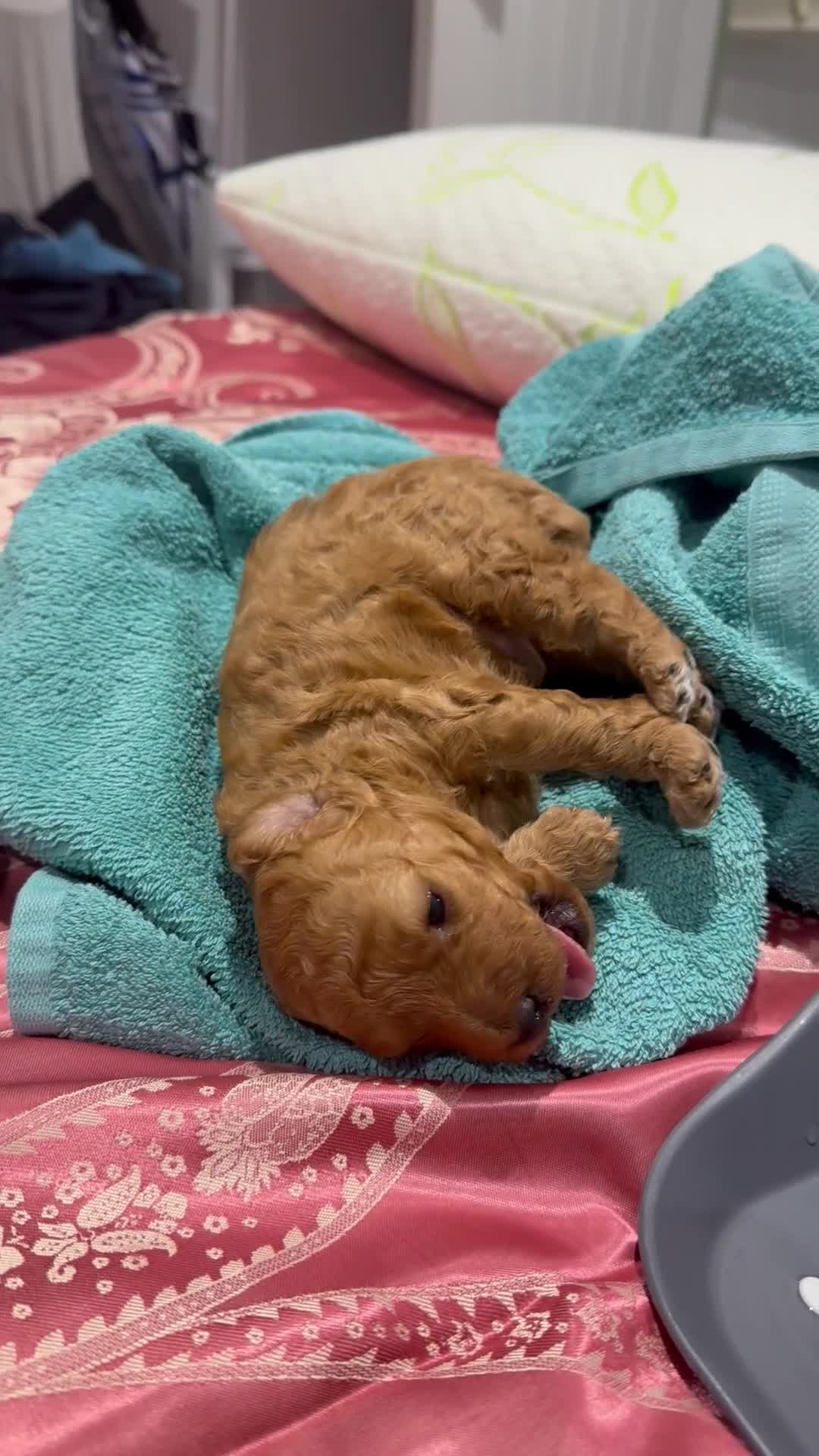 Maltipoo dogs for sale: Malti poo male puppy for sale  - Video 2