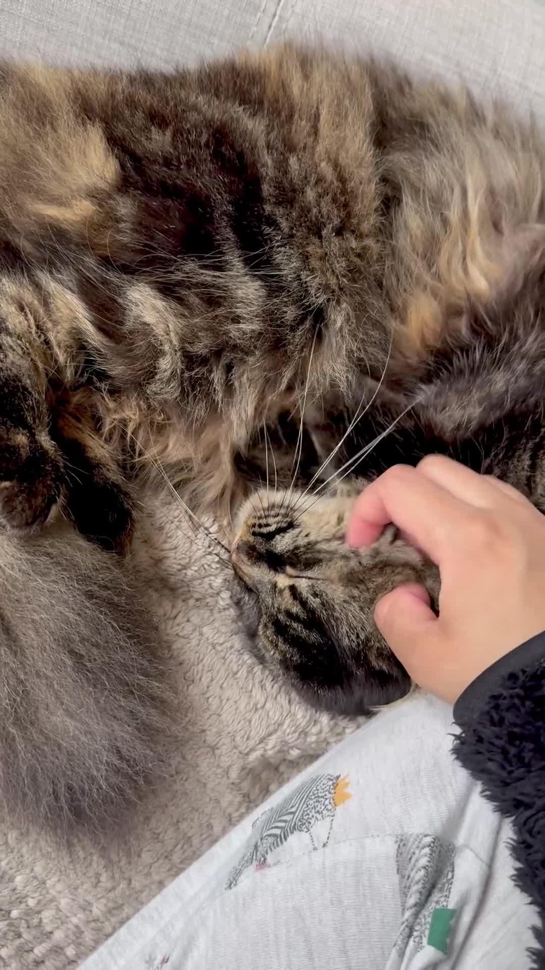 Maine Coon cats for sale: 2 Maine Coon Cats Seeking a Loving New Home - Video 2