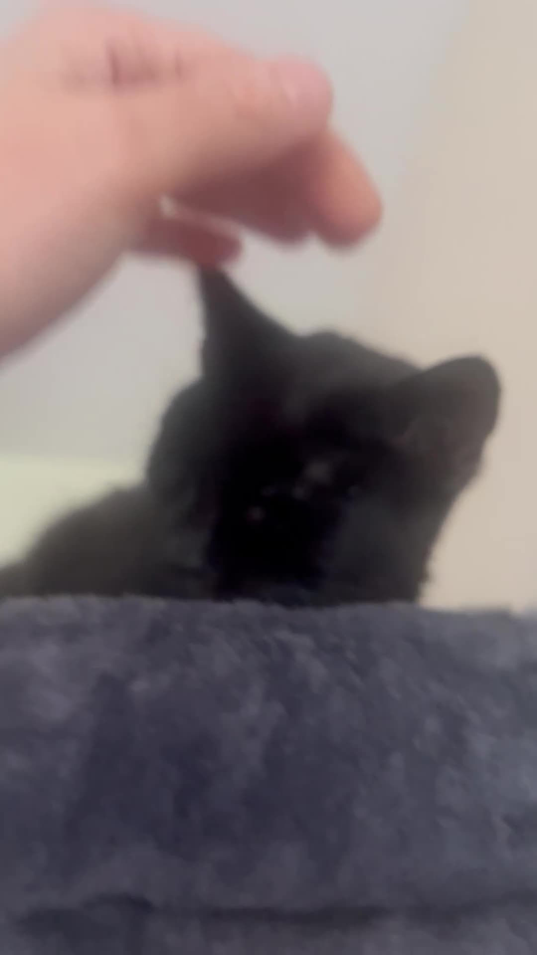 British Shorthair cats for adoption: Mini Panther! Rio - Video 1