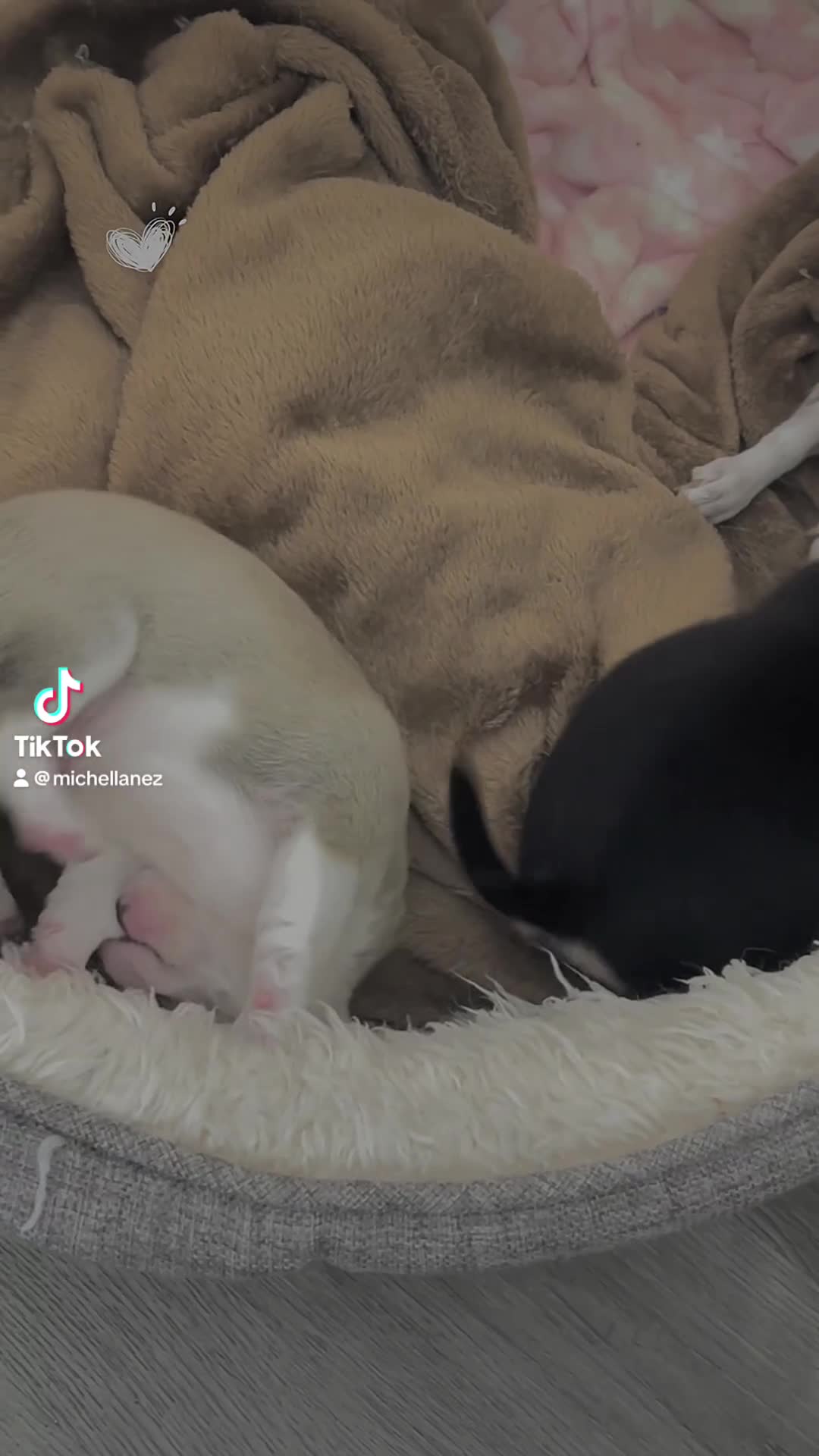 Chihuahua dogs for sale: Chihuahua puppies for sale 🐶💙 - Video 2