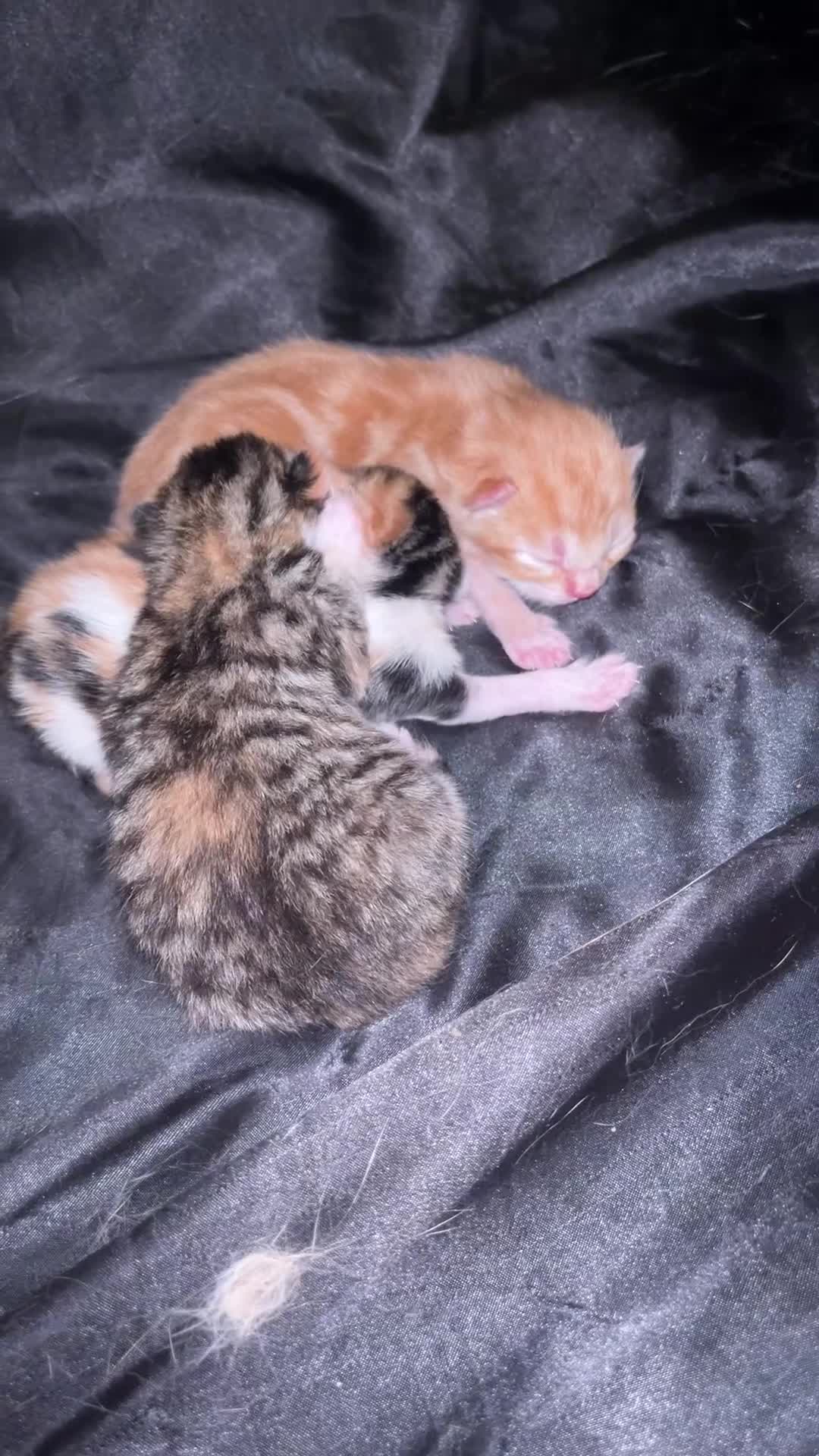 American Shorthair cats for sale: Shorthair Kittens for Reserve - Video 2