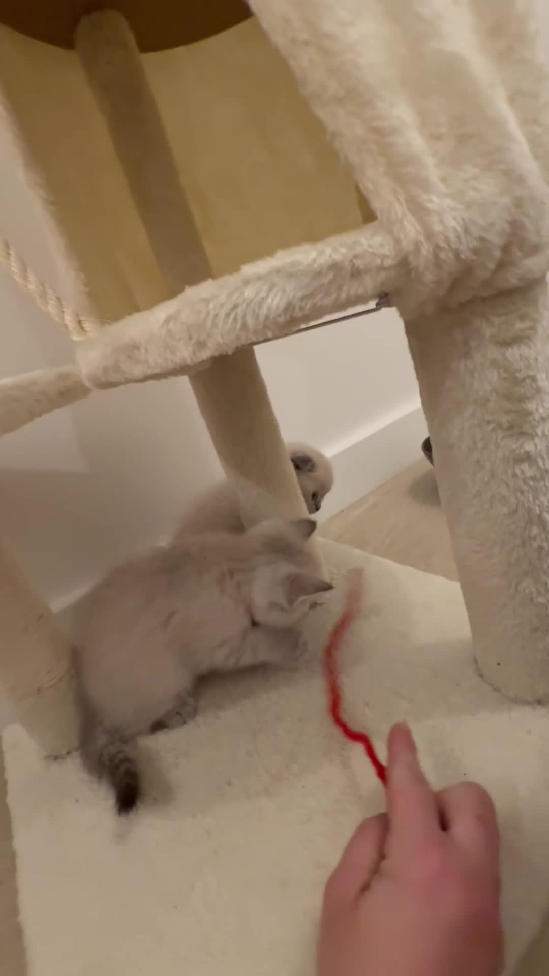 Scottish Fold cats for sale: Scottish Fold Kittens  - Video 2