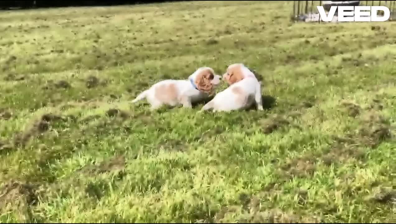 Cockalier dogs for sale: Cockalier cuties 🌸🌸 - Video 2