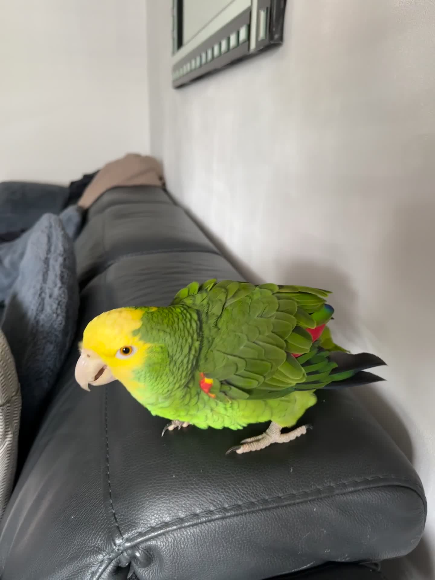 Parrots birds for sale: Double yellow crown Amazon  in Blackburn - Video 1