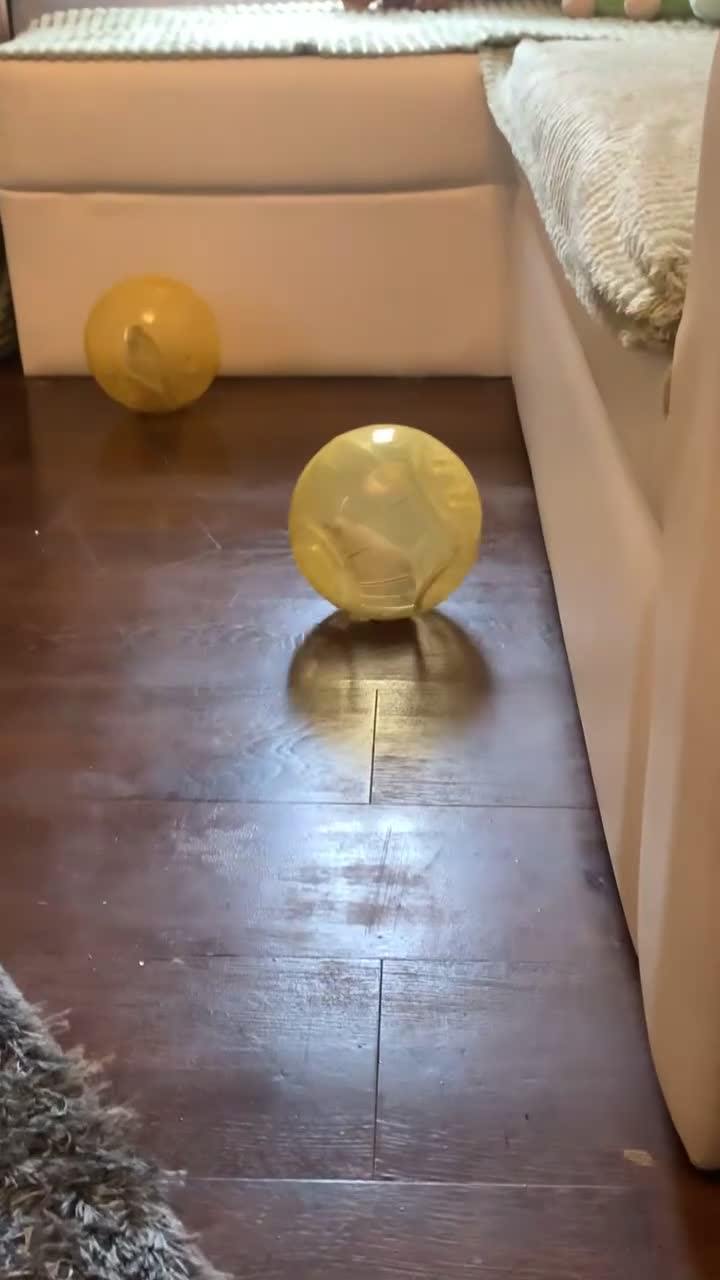 Gerbil rodents for sale: 2 boy gerbils  - Video 1