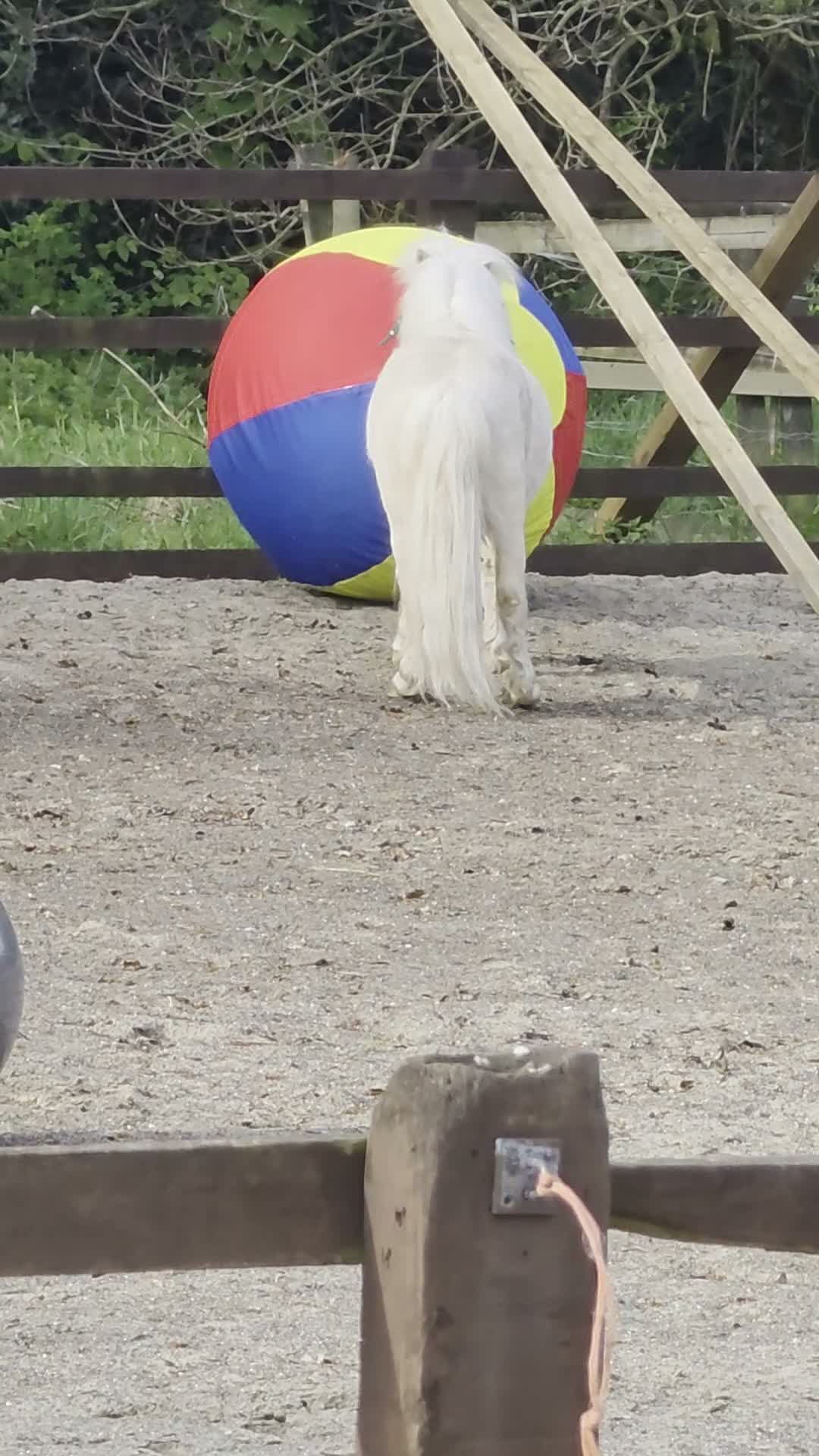 Shetland pony horses for sale: Mini shetland  in Wilmslow - Video 1