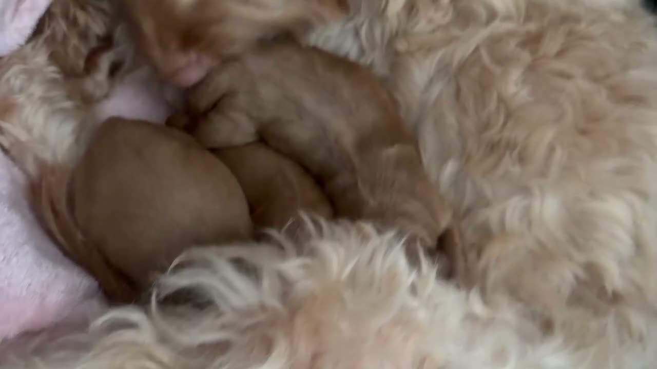 Cockapoo dogs for sale: Apricot cockapoo puppies - Video 1