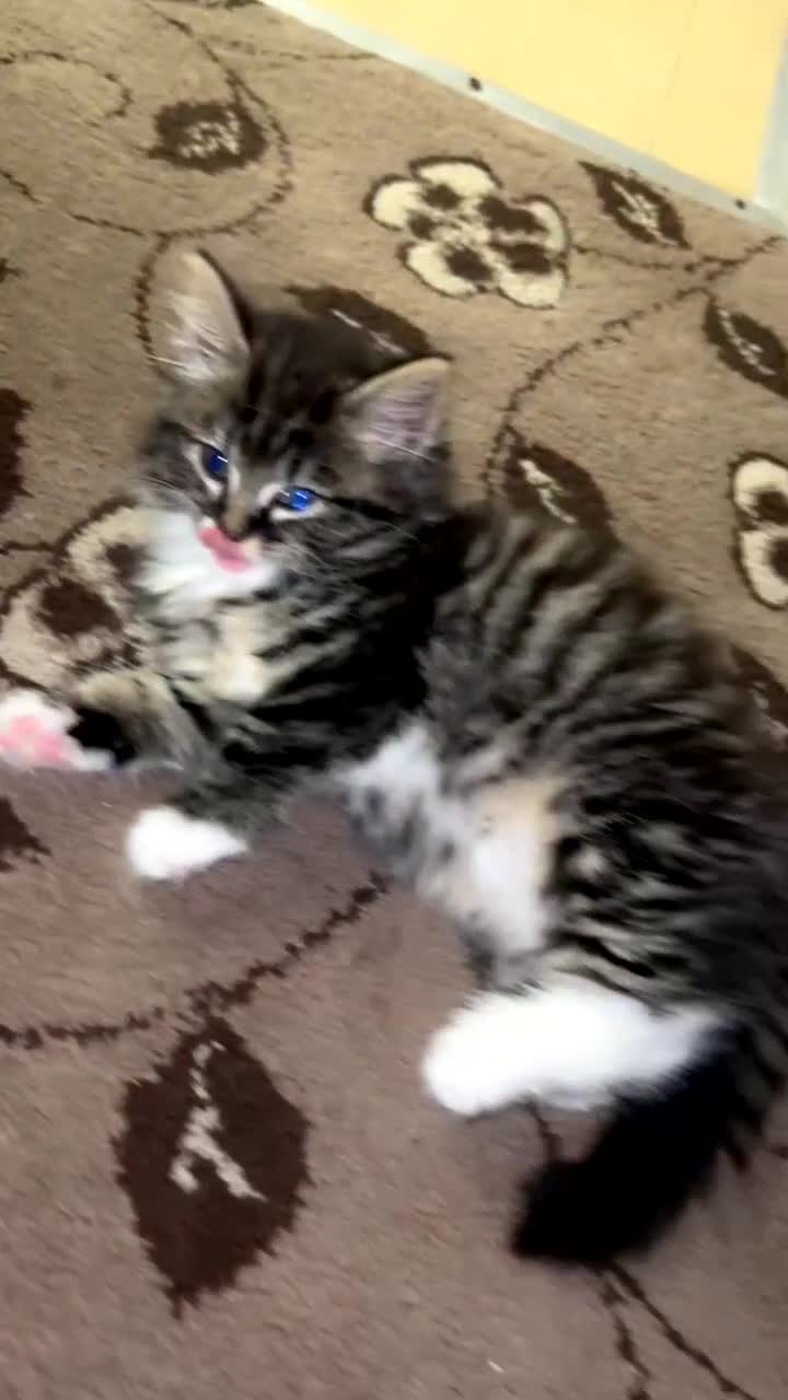 Siberian cats for sale: Beautiful Siberian kitten  - Video 2