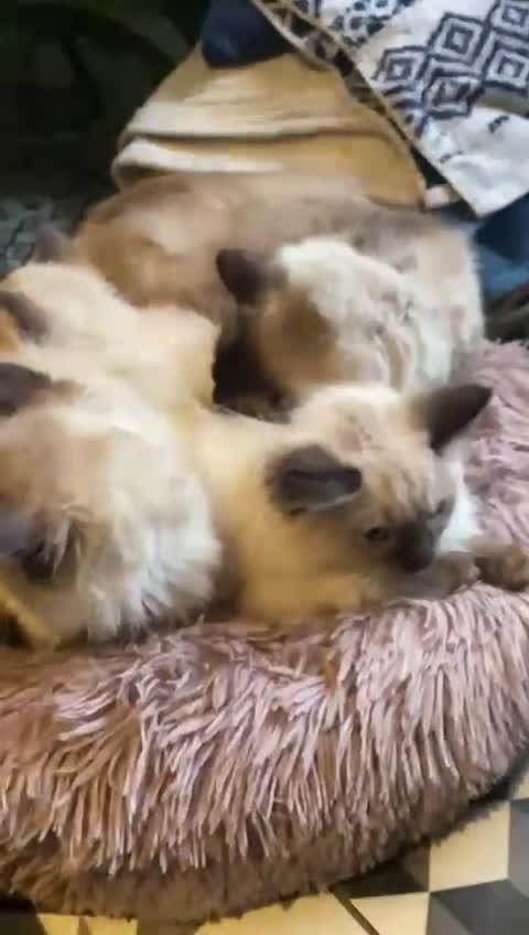 Ragdoll cats for sale: 3x stunning GCCF reg ragdolls remanding.   - Video 1