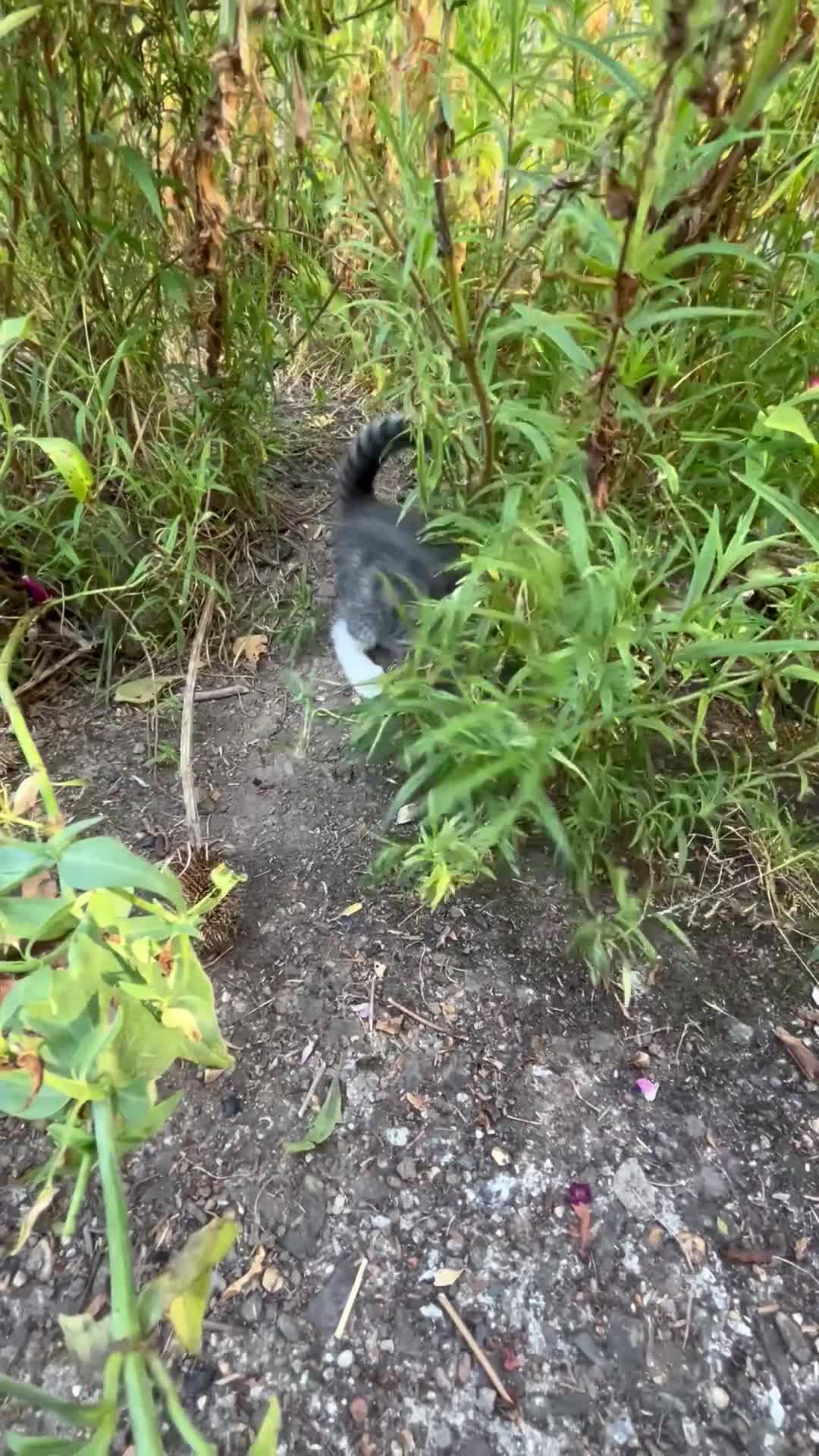 Mixed Breed cats for sale: Tabby kitten - Video 1