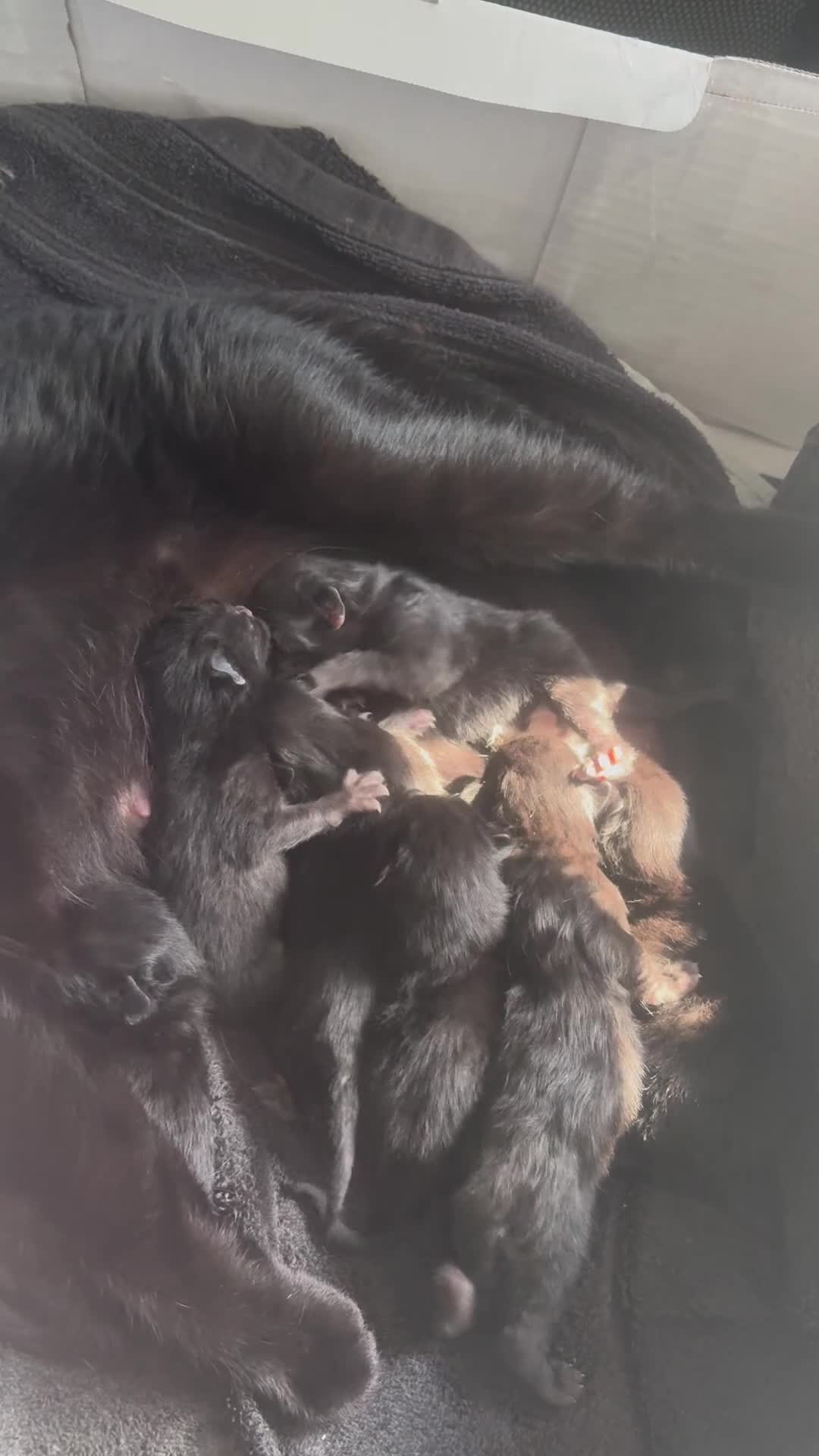Mixed Breed cats for sale: 6 beautiful kittens - Video 1