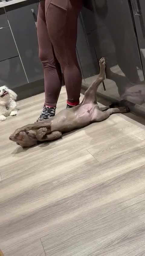 Labrador Retriever dogs for sale: Handsome Silver Labrador Boy - Video 1