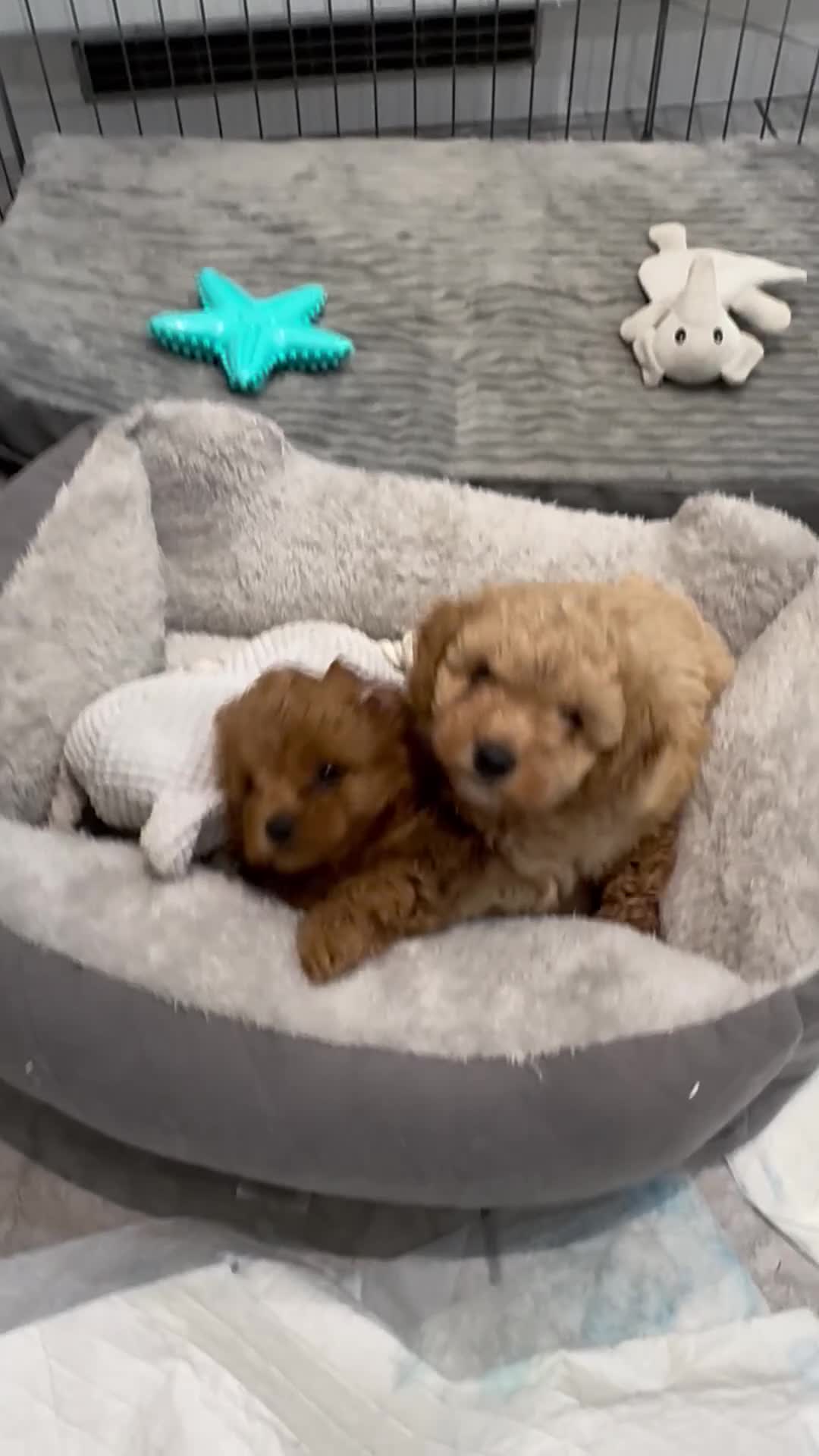 Cavapoochon dogs for sale: DNA tested 🧸 Cavapoochon Puppies - Video 1