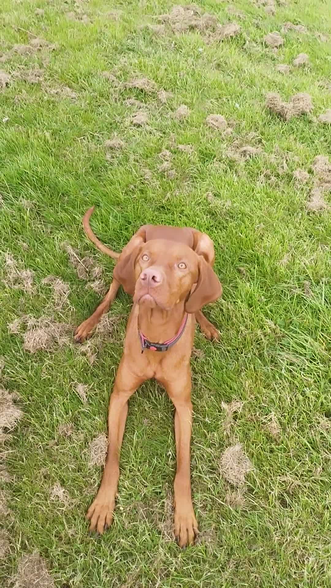 Hungarian Vizsla dogs for sale: Rupert  in Preston - Video 2