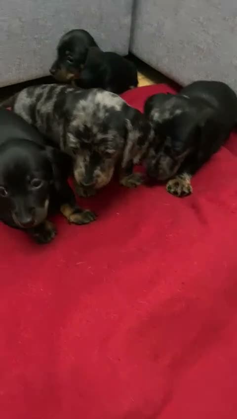 Miniature Dachshund dogs for sale: Beautiful Miniatures  - Video 1