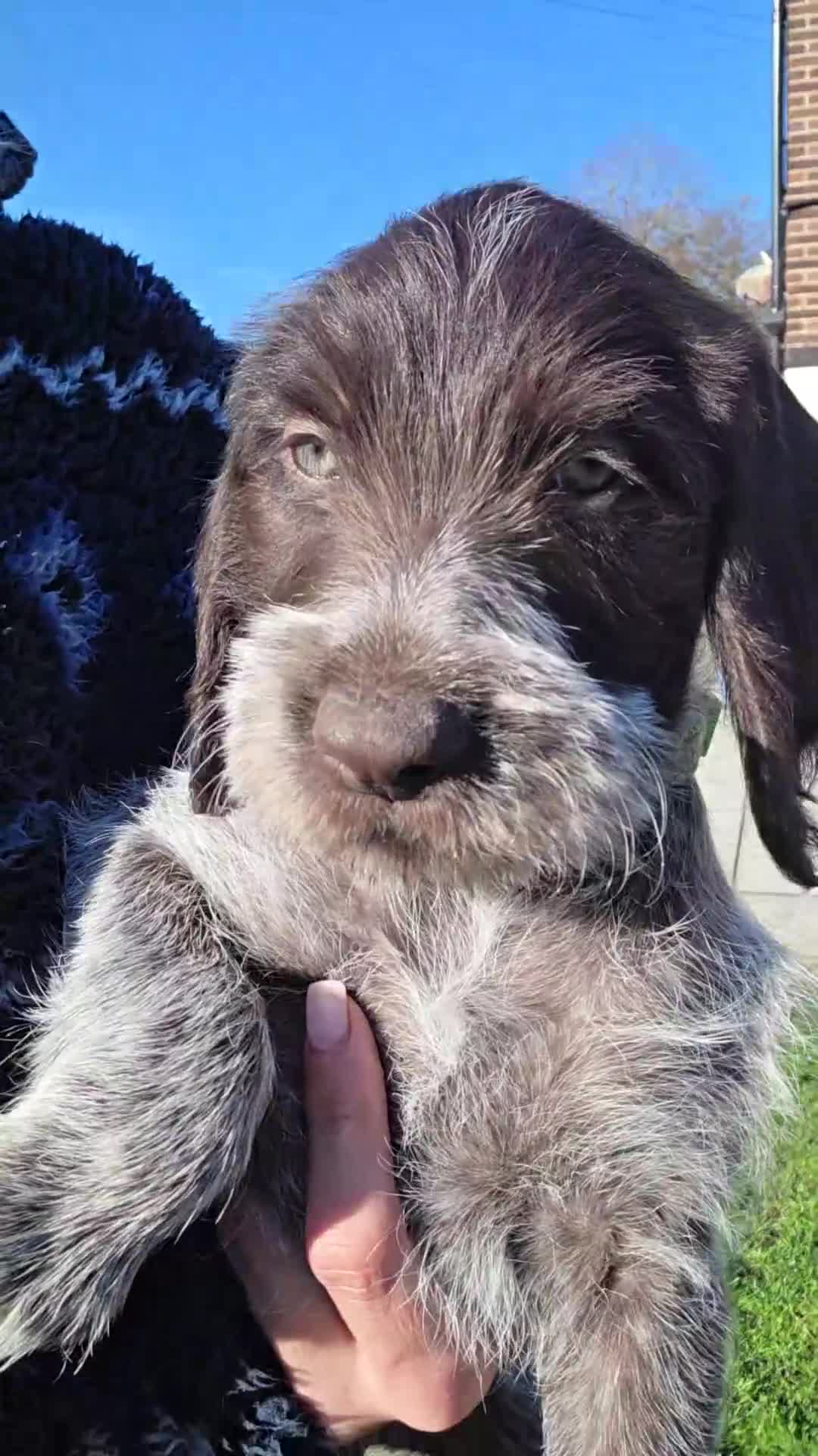 German Wirehaired Pointer dogs for sale: German Pointer GWP Puppies not GSP - Video 4