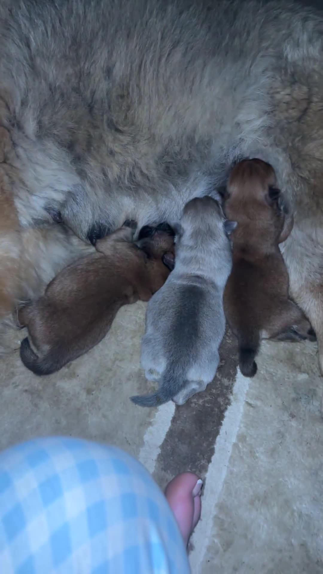 Chow Chow dogs for sale: 🧸 beautiful KC REGISTERED chow chow puppies 🧸 - Video 1