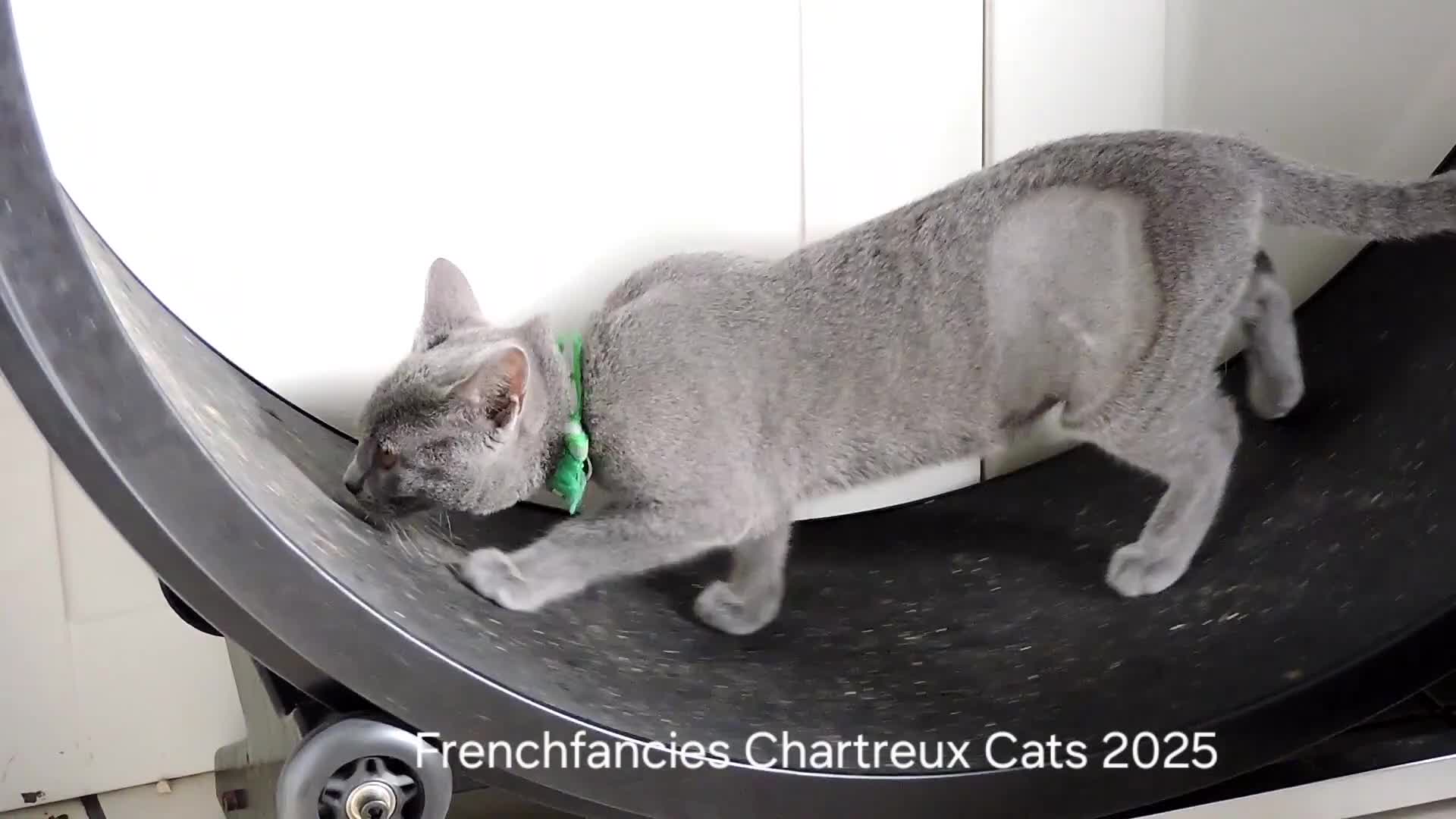 Chartreux cats for sale: Chartreux kittens  - Video 1
