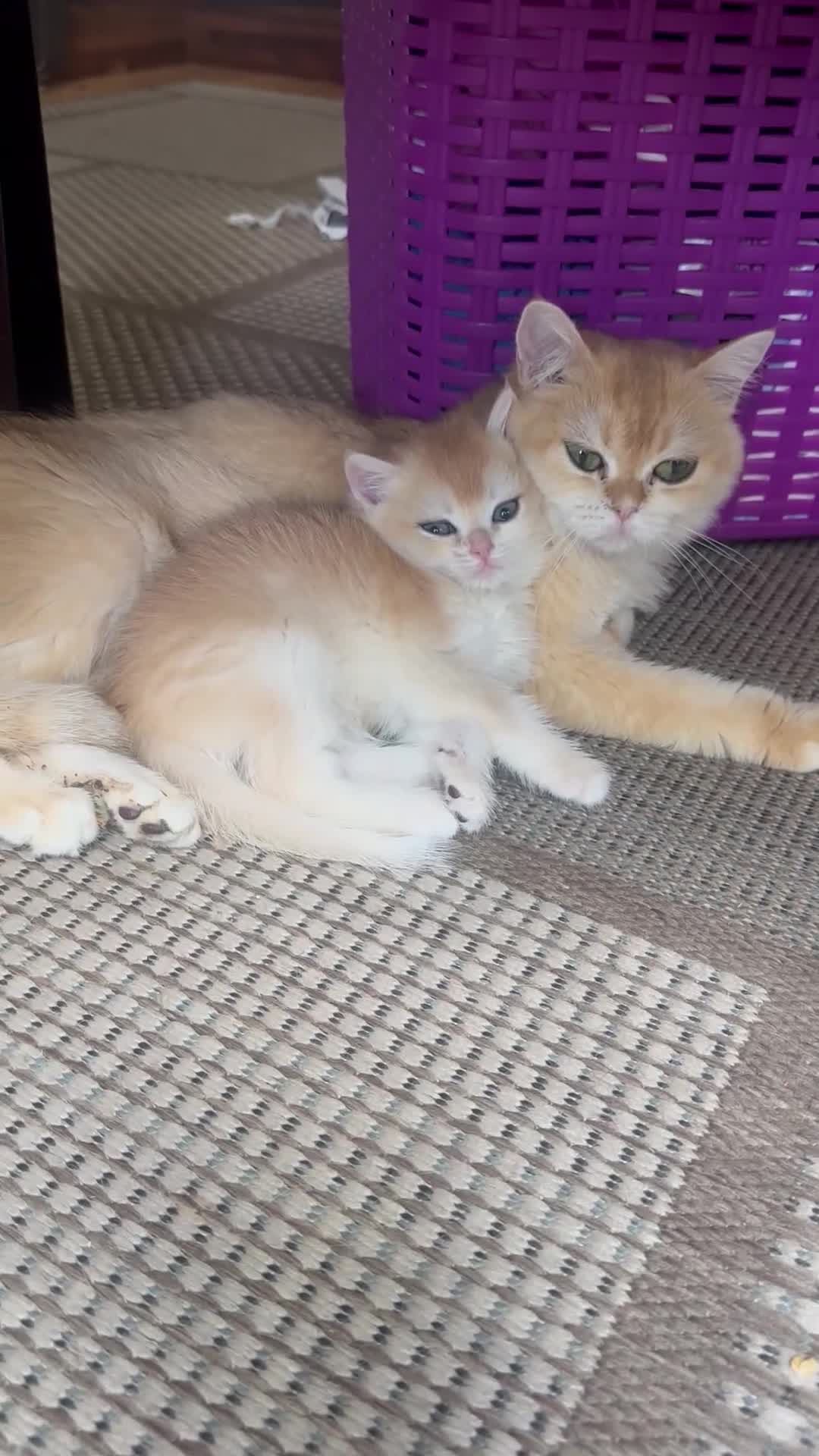 British Shorthair cats for sale: Gorgeous GCCF registered British shorthair Gold. - Video 1