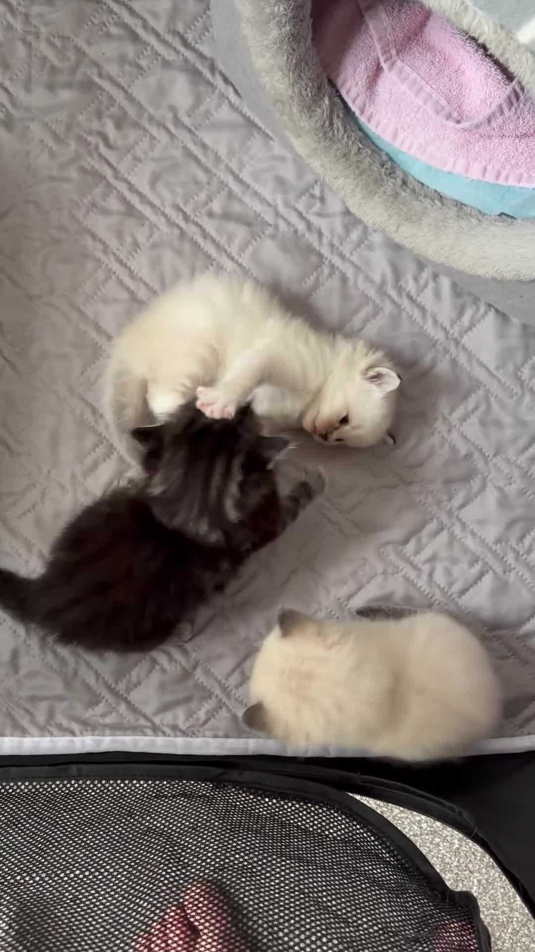 Ragdoll cats for sale: Ragdoll/Cherubim blue eyed kittens in Hinckley - Video 2