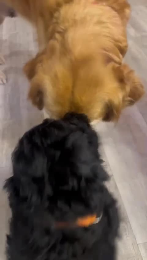 Goldendoodle dogs for sale: Stunning Goldendoodle Puppies - Video 1